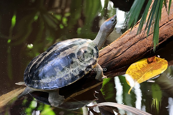 painted terrapin, painted batagur, or saw-jawed turtle (Batagur borneoensis)