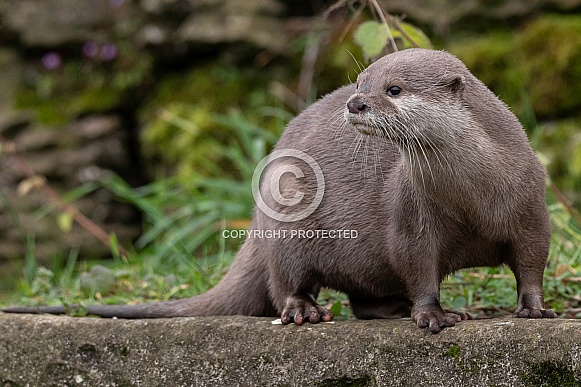 Asian Short Clawed Otter Full Body