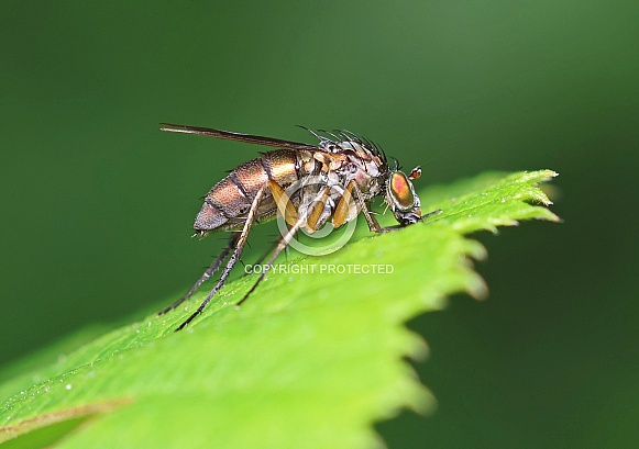 Long legged Fly