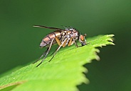 Long legged Fly