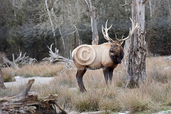 Roosevelt Elk Roosevelt Elk