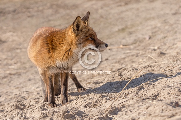 Red Fox