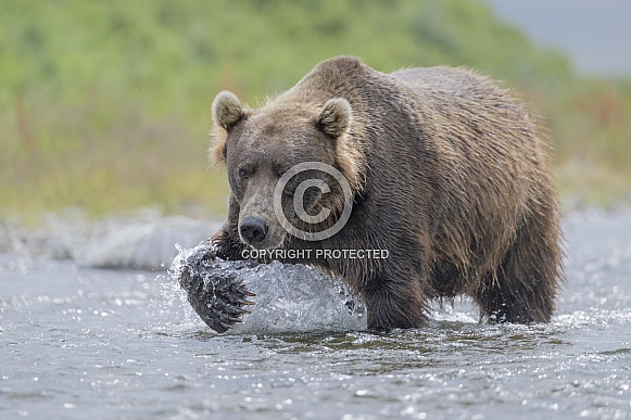 Brown Bear