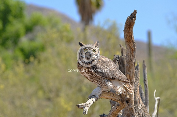 Great Horned Owl