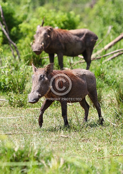 Warthog