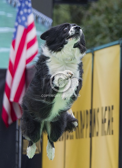 Border Collie or Australian Shepherd
