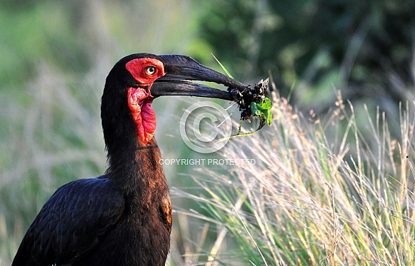 Southern ground hornbill