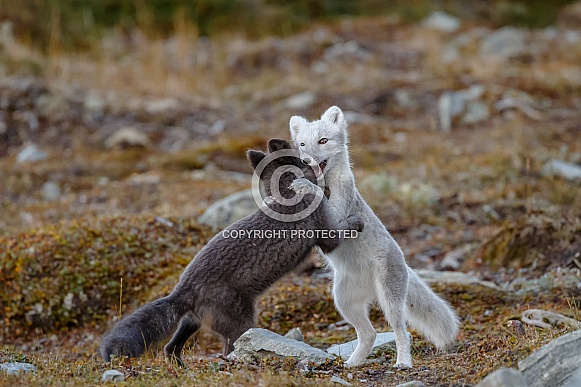 Arctic Foxes