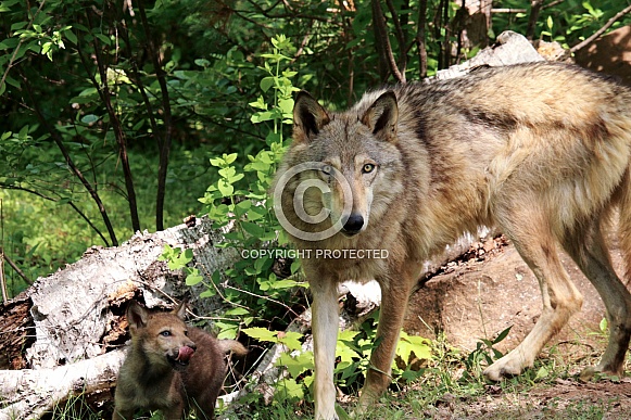 Wolf and Wolf Pups