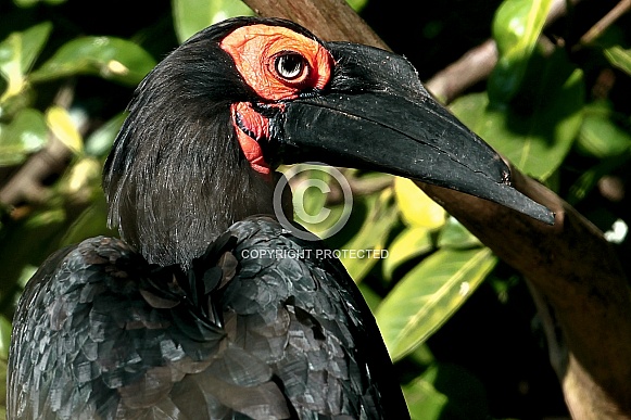 Ground Hornbill Ground Hornbill