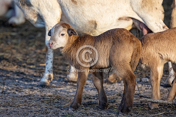 Baby sheep Lambs