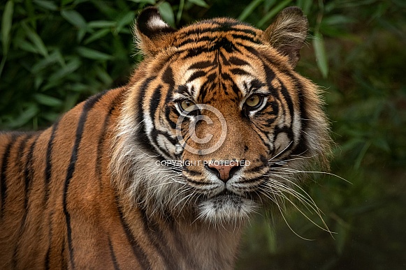 Sumatran Tiger Face Close Up