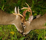 White tail deer
