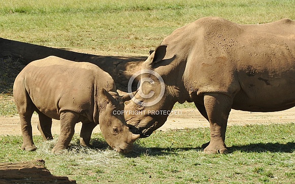 Rhinoceros - mother and baby Rhinoceros - mother and baby