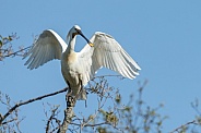 The Eurasian spoonbill