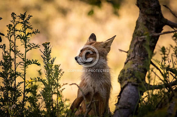 Red fox in the dunes on a summer evening Red fox in the dunes on a summer evening