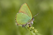 Green hairstreak