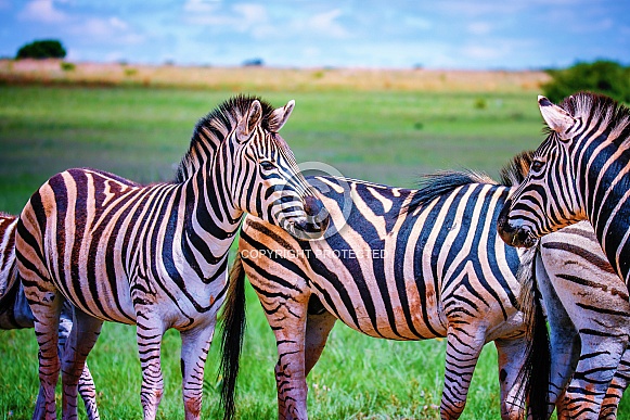Zebra Zebra