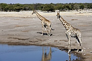 Giraffe at a waterhole in Namibia