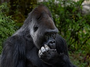 Western Lowland Gorilla