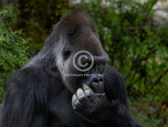 Western Lowland Gorilla Western Lowland Gorilla
