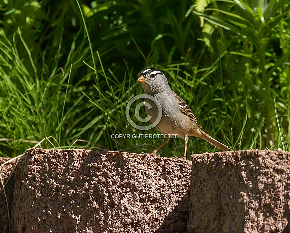 White-crowned Sparrow Standing