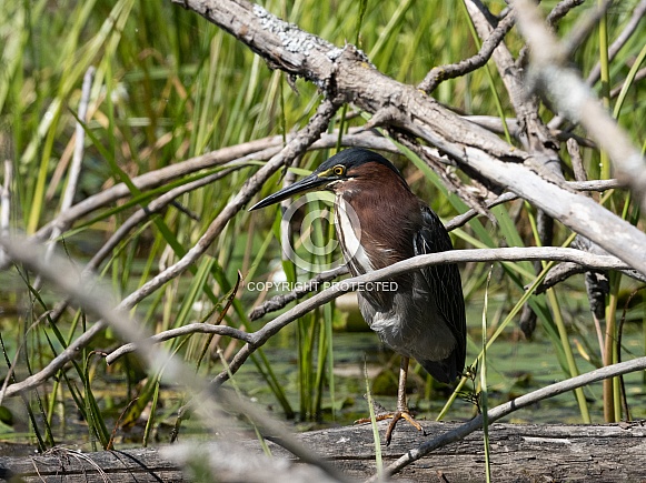 Green Heron Green Heron