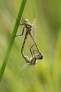 Two dragonflies
