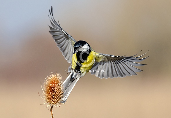 A hovering Great tit