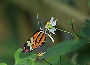 Tropical Milkweed