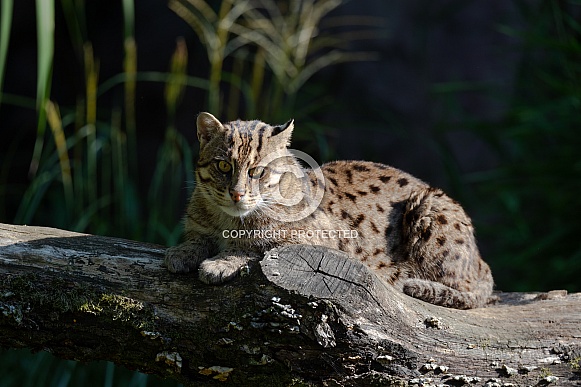 Fishing cat Fishing cat