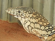 Perentie