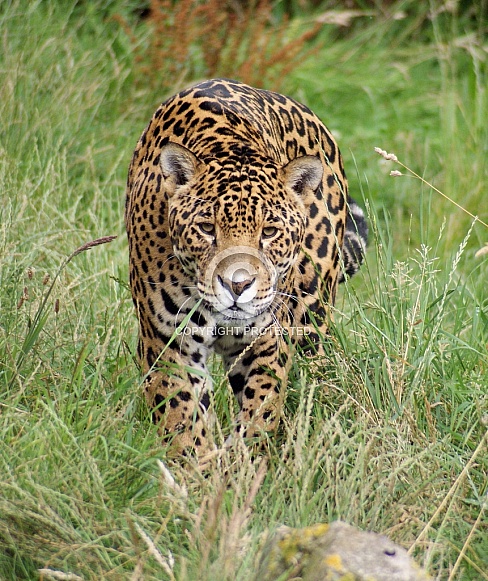 Jaguar