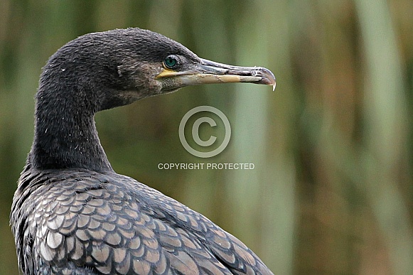 Cormorant Cormorant