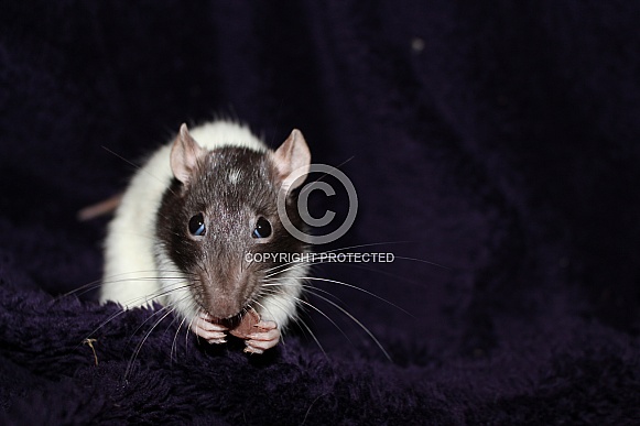 Pet Rat
