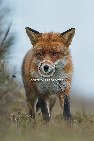 Red fox in Nature Red fox in Nature