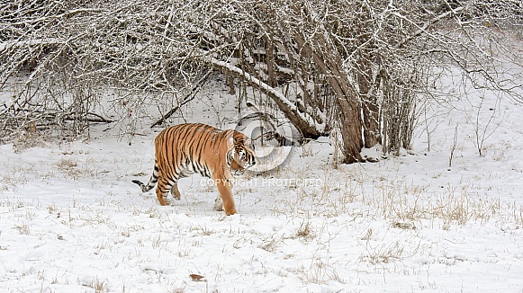 Amur Tiger