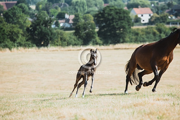 Warmblood Mare and Foal