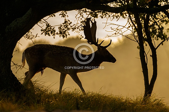 Fallow Deer Fallow Deer