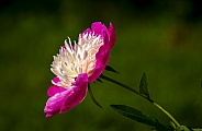 Beautiful Peony Flower