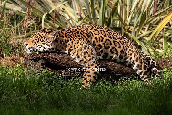 Jaguar Full Body Lying On Log