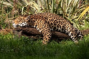 Jaguar Full Body Lying On Log