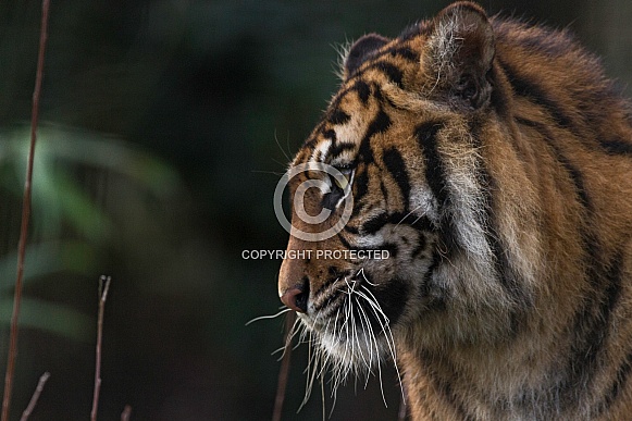 Sumatran Tiger Side Profile