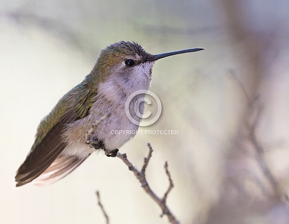Female Anna's Hummingbird Closeup Female Anna's Hummingbird Closeup