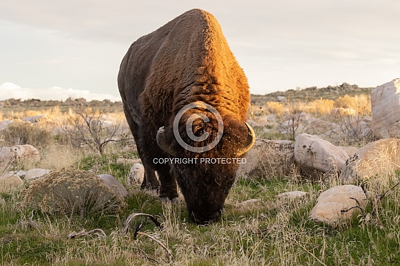 American Bison, Bison bison
