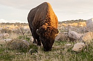 American Bison, Bison bison