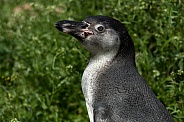 Juvenile Humboldt Penguin Standing In Grass