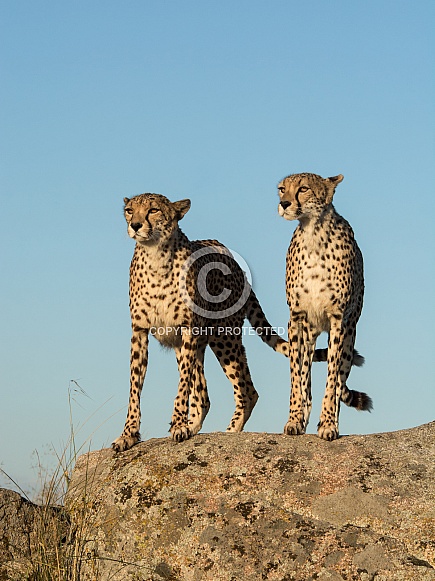 Cheetahs
