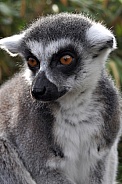 Ring-tailed lemur (Lemur catta)