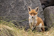 Young red fox cub in nature
